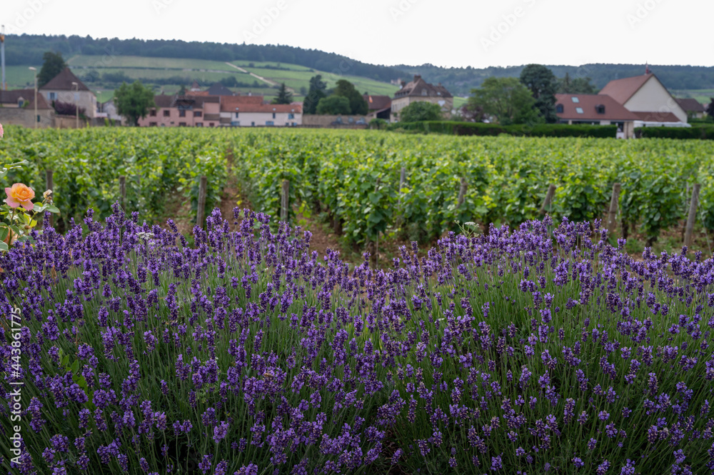 Green grand cru and premier cru vineyards with rows of pinot noir grapes plants in Cote de nuits, making of famous red Burgundy wine in Burgundy region of eastern France. Green grand cru and premier cru vineyards with rows of pinot noir grapes plants in Cote de nuits, making of famous red Burgundy wine in Burgundy region of eastern France.