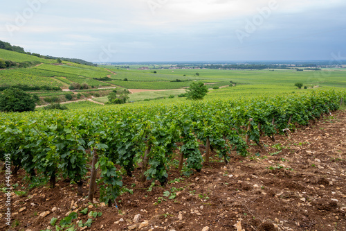 Green grand cru and premier cru vineyards with rows of pinot noir grapes plants in Cote de nuits, making of famous red Burgundy wine in Burgundy region of eastern France. photo