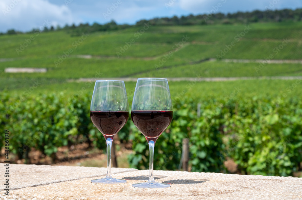 Tasting of burgundy red wine from grand cru pinot noir  vineyards, two glasses of wine and view on green vineyards in Burgundy Cote de Nuits wine region, France