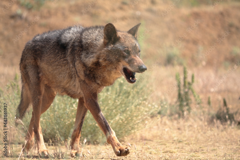 Iberian wolves (Canis lupus signatus) stalking among the Mediterranean vegetation.
