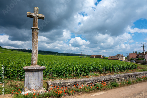 Aerian view on walled green grand cru and premier cru vineyards with rows of pinot noir grapes plants in Cote de nuits, making of famous red Burgundy wine in Burgundy region of eastern France.