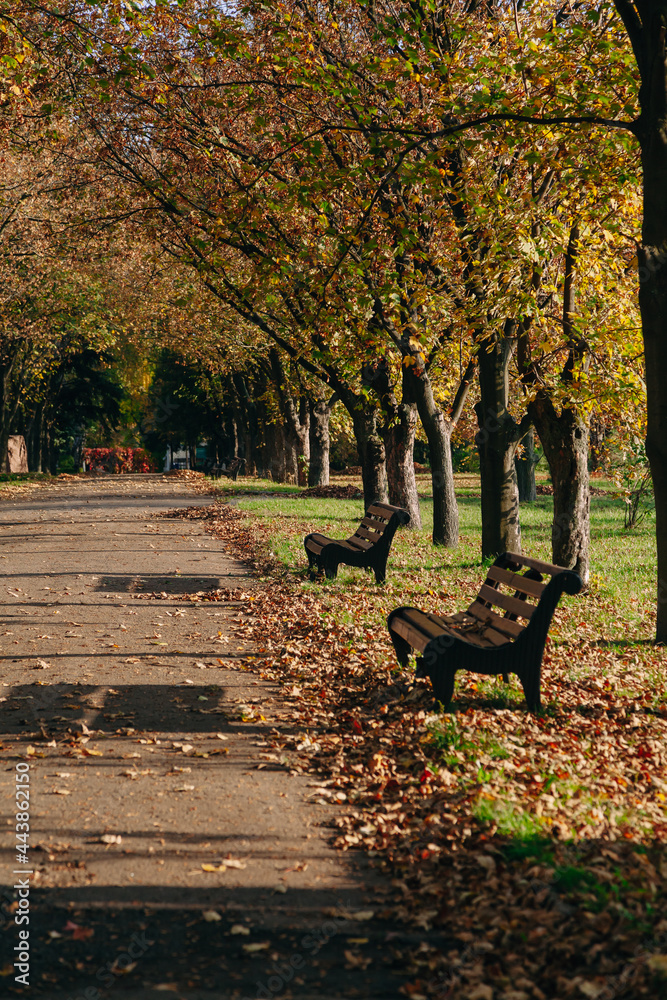 Beautiful alley with fallen leaves in autumn park