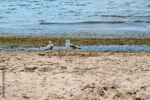 Two seagulls on the shores of the dirty Black Sea in Zaliznyi Port (Ukraine). Wild birds stand on white sand against a background of green rotten algae in blue water photo