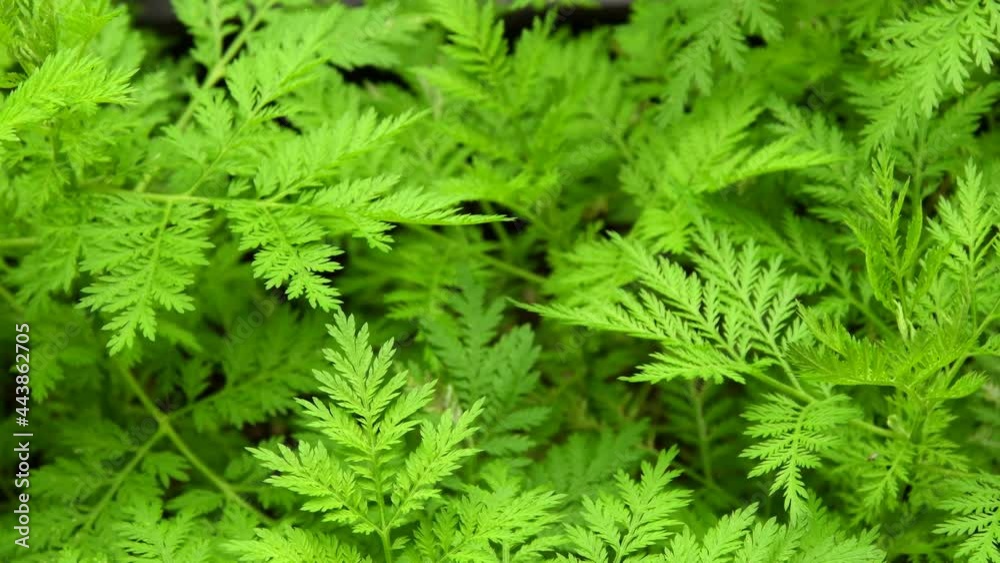 sweet annie, chinese medicinal herb with leaves and camera drive sweet annie, chinese medicinal herb with leaves and camera drive
