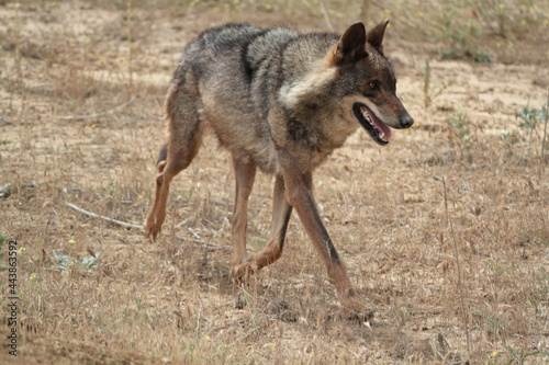 Iberian wolf (Canis lupus signatus) walking through arid terrain. © Alfredo