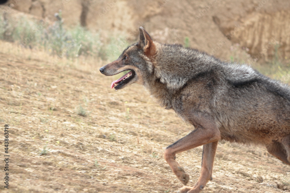 Medium shot of Iberian wolf (Canis lupus signatus) in profile. Medium shot of Iberian wolf (Canis lupus signatus) in profile.
