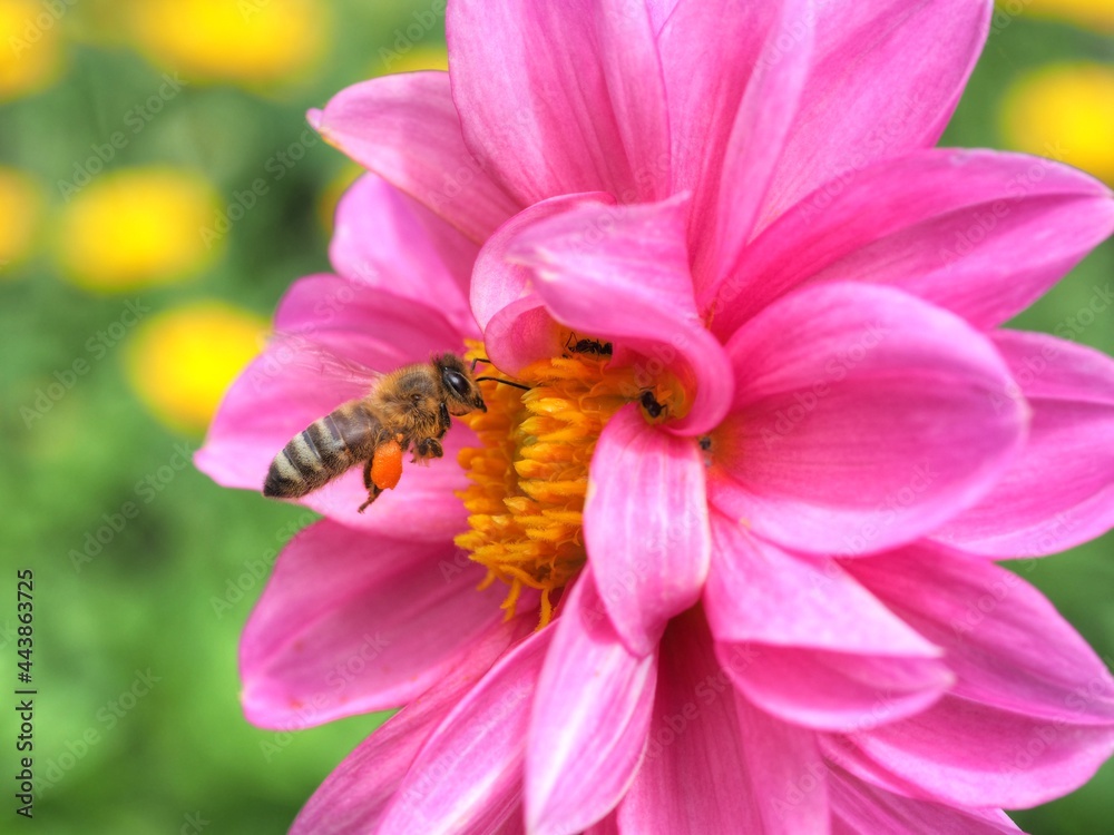 Honigbiene fliegt auf rosa Blüte Honigbiene fliegt auf rosa Blüte