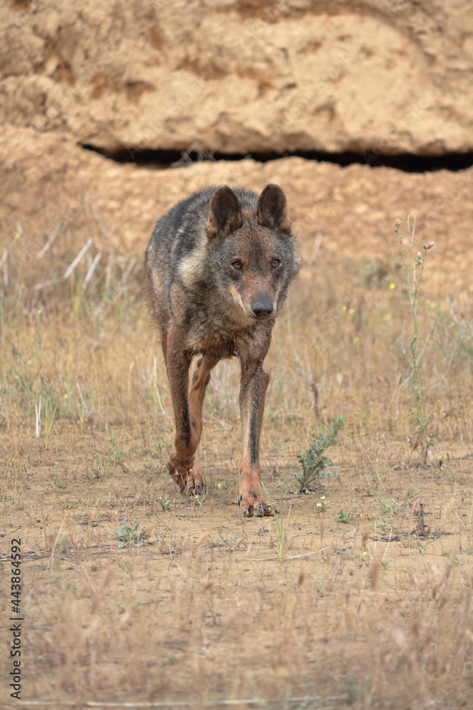 Iberian wolf (Canis lupus signatus) walking among the eroded land. Iberian wolf (Canis lupus signatus) walking among the eroded land.