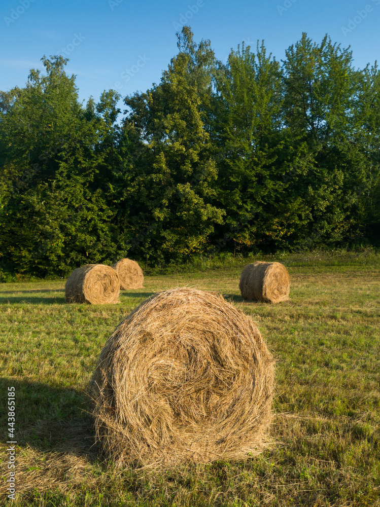 Rural landscape with rolls of hay, meadow and roll bales during summer morning Rural landscape with rolls of hay, meadow and roll bales during summer morning