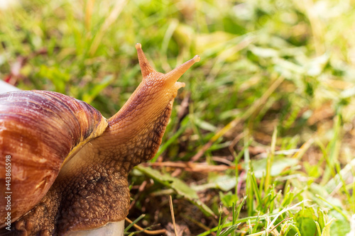 Portrait of brown Giant African Land snail against blurred green grass background. Selective focus