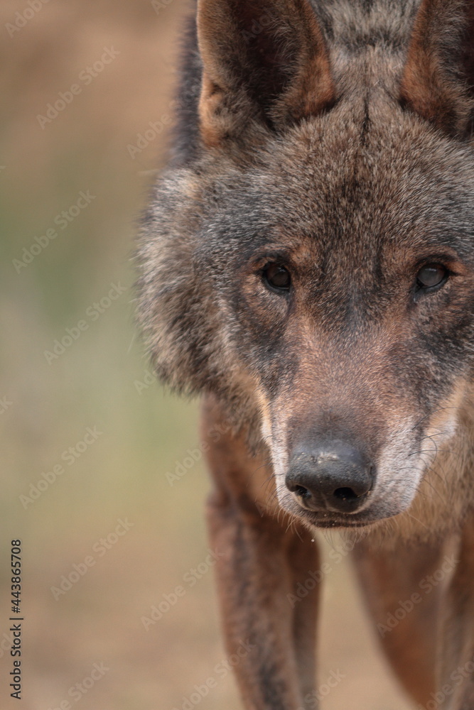 Close-up of the gaze of Iberian Wolf (Canis lupus signatus) Close-up of the gaze of Iberian Wolf (Canis lupus signatus)