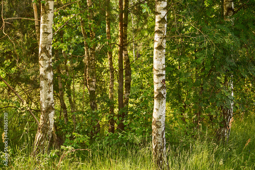 Fototapeta Naklejka Na Ścianę i Meble -  drzewa ,łąka