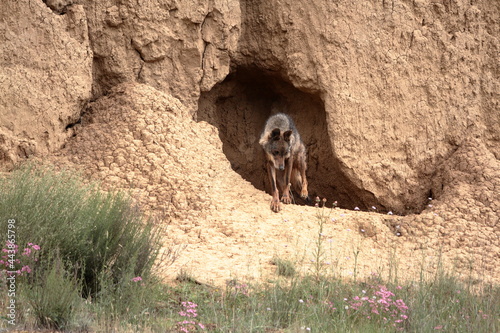 Iberian wolf (Canis lupus signatus) at the entrance of a cave. 