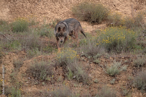 Iberian wolf (Canis lupus signatus) moving through rough terrain. © Alfredo