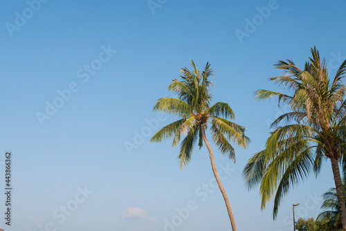 Coconut tree leaf with cloud blue sky for holiday on tropical island sea beach concept