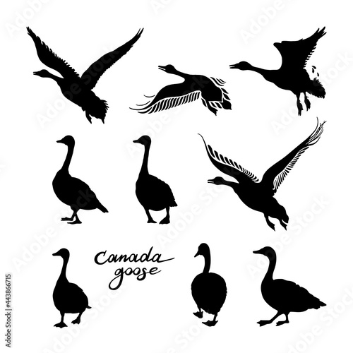 Canadian geese silhouettes. Black and white big set of birds. Vintage collection. Vector illustration on a white background.