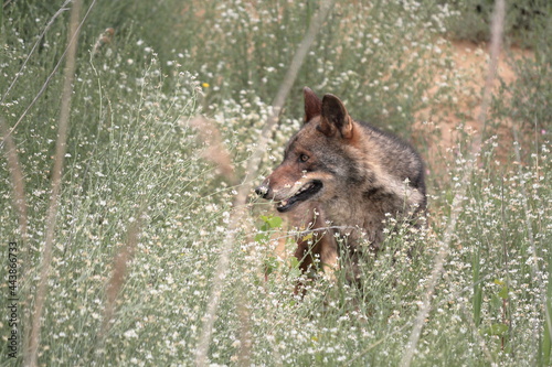Iberian wolf  Canis lupus signatus  observing hidden among the vegetation.