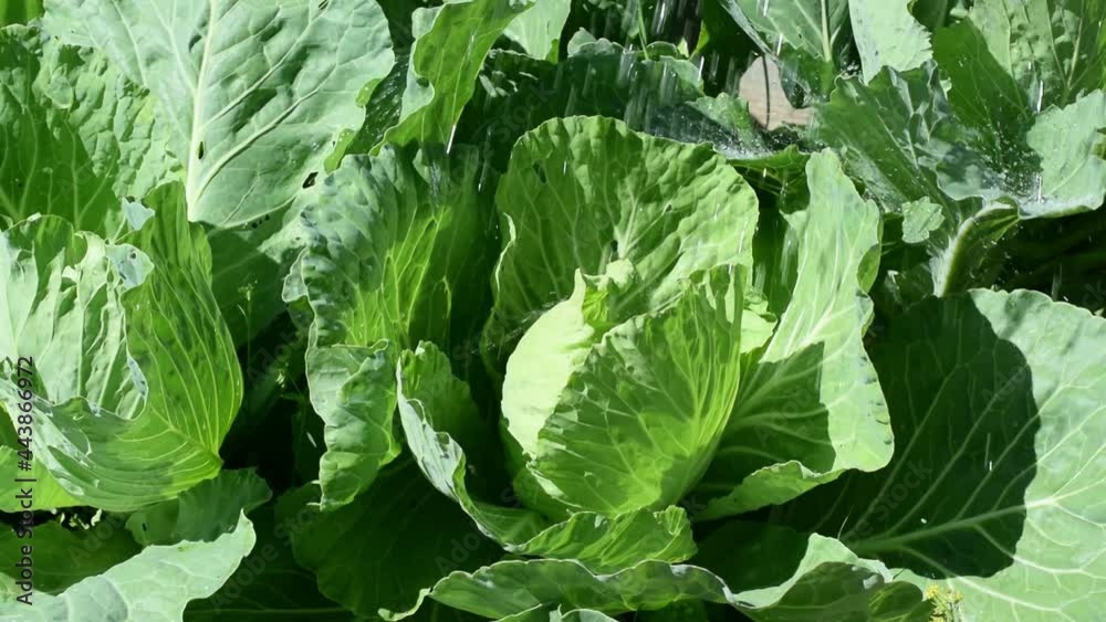 Watering cabbage in the vegetable garden. Leaves are damaged by pests. Organic homegrown pesticide-free produce Watering cabbage in the vegetable garden. Leaves are damaged by pests. Organic homegrown pesticide-free produce