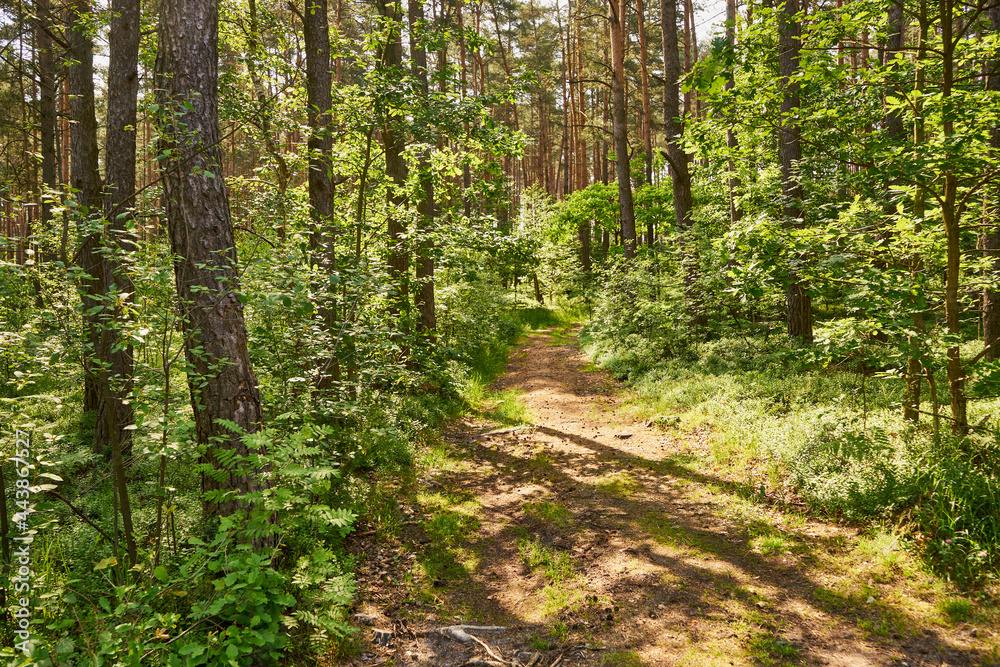 Fototapeta premium leśna letnia ścieżka