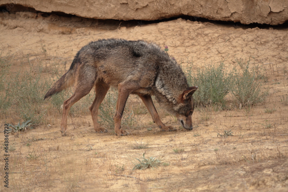 Iberian wolves (Canis lupus signatus) searching for a trail in arid terrain. Iberian wolves (Canis lupus signatus) searching for a trail in arid terrain.