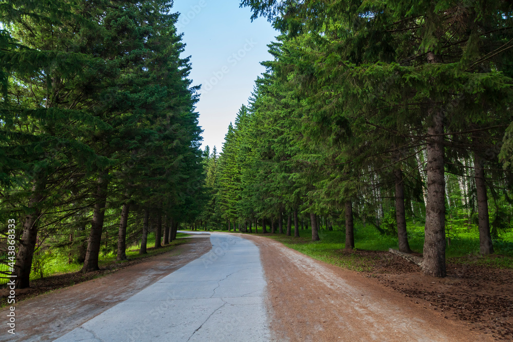 Botanical garden with large beautiful spruce trees and a walking path.