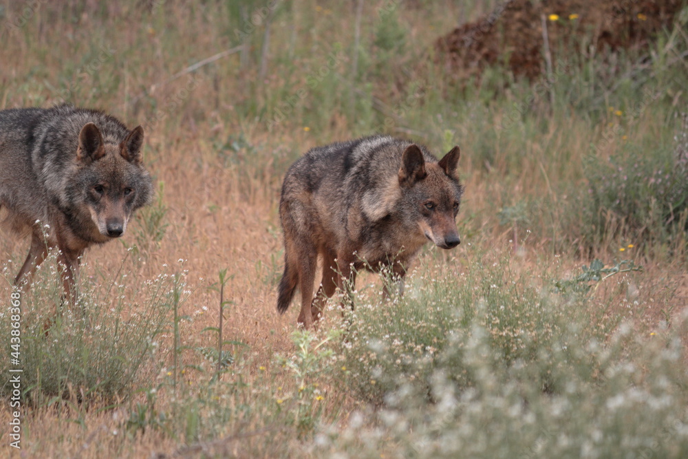 Iberian wolf (Canis lupus signatus) observing hidden among the Mediterranean vegetation.