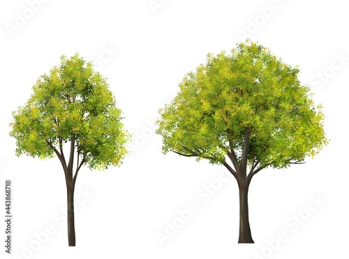 watercolor tree side view isolated on white background  for landscape and architecture layout drawing  elements for environment and garden