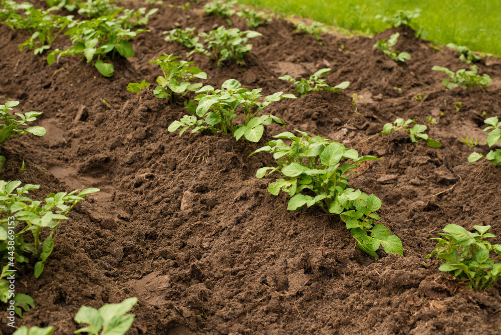 A young potato plant growing on the soil in the garden. Potato bush in the garden. A healthy young potato plant in an organic garden. A young potato plant growing on the soil in the garden. Potato bush in the garden. A healthy young potato plant in an organic garden.