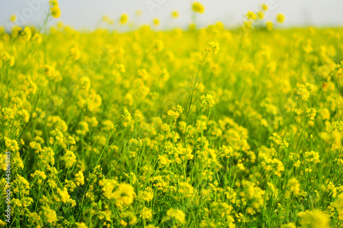 The beautiful Mustard plant landscape in the evening time.