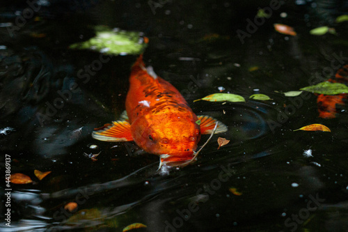 koi fish in the water