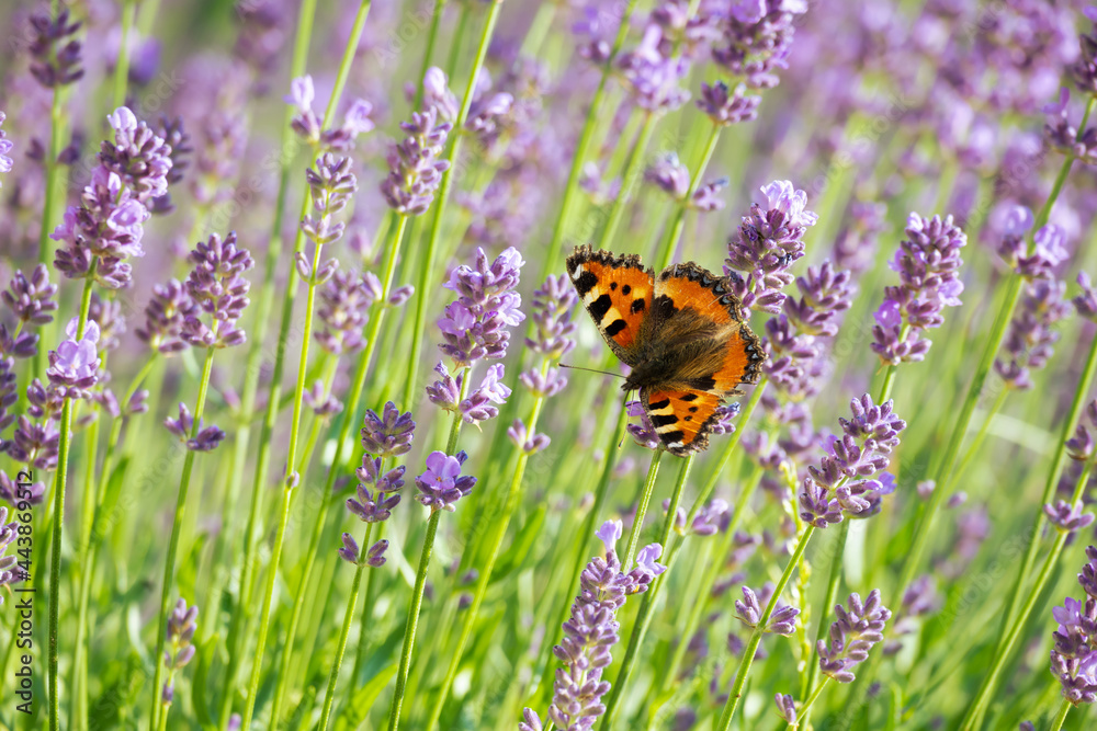 Tortoiseshell butterfly on levander plants Tortoiseshell butterfly on levander plants
