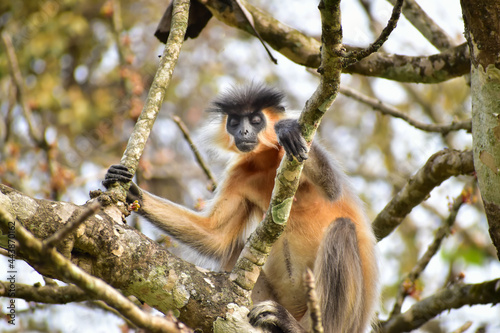 Gee's Golden Langur is sitting on a tree in Manas National Park India