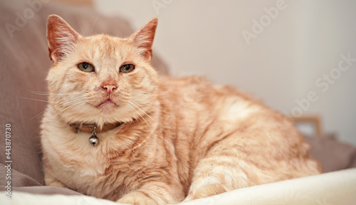 Light brown or beige cat with green eyes, resting on the bed