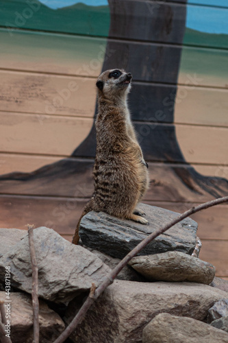 Fotografija meerkat doing a bleb
