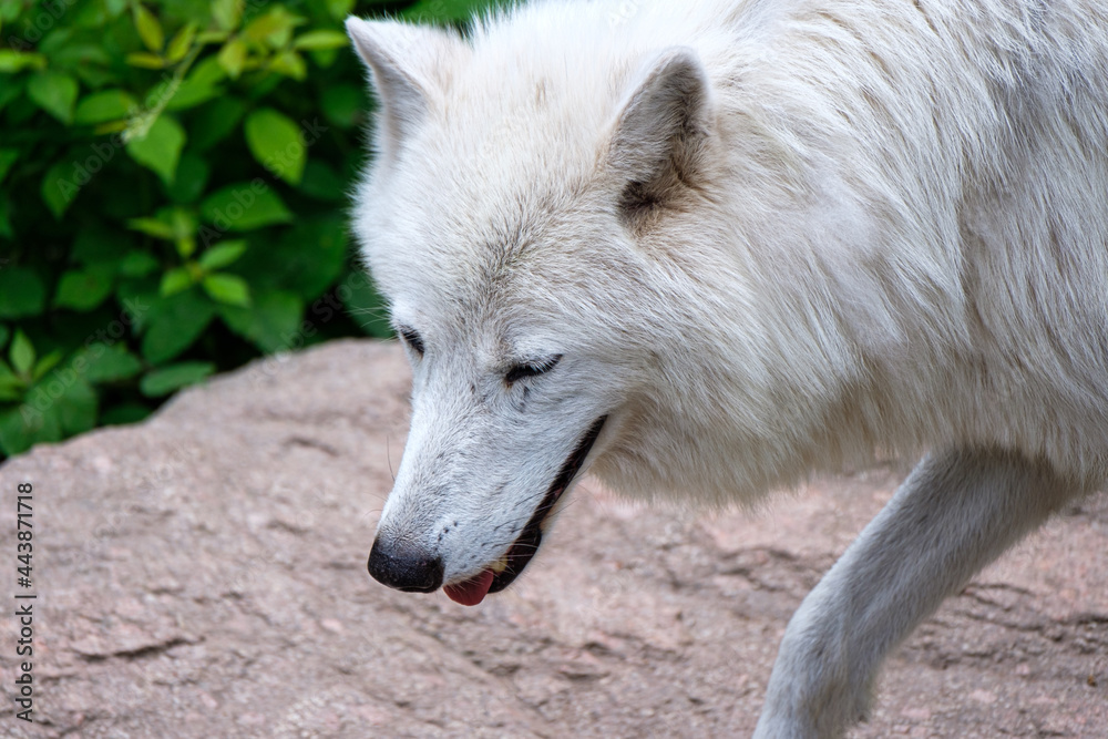 White wolf portrait walking on natural background