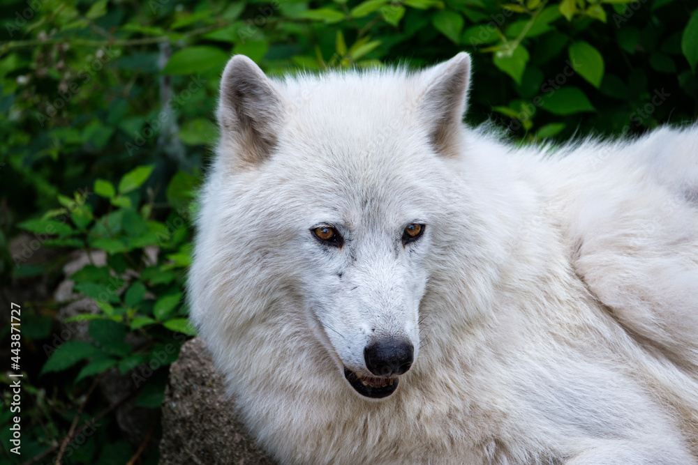 White wolf portrait on natural background White wolf portrait on natural background