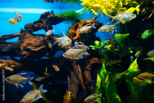 small fish swimming in a large transparent aquarium close up