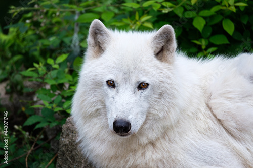 Fototapeta Naklejka Na Ścianę i Meble -  White wolf portrait