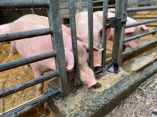 Cochons en élevage, porcherie  photo