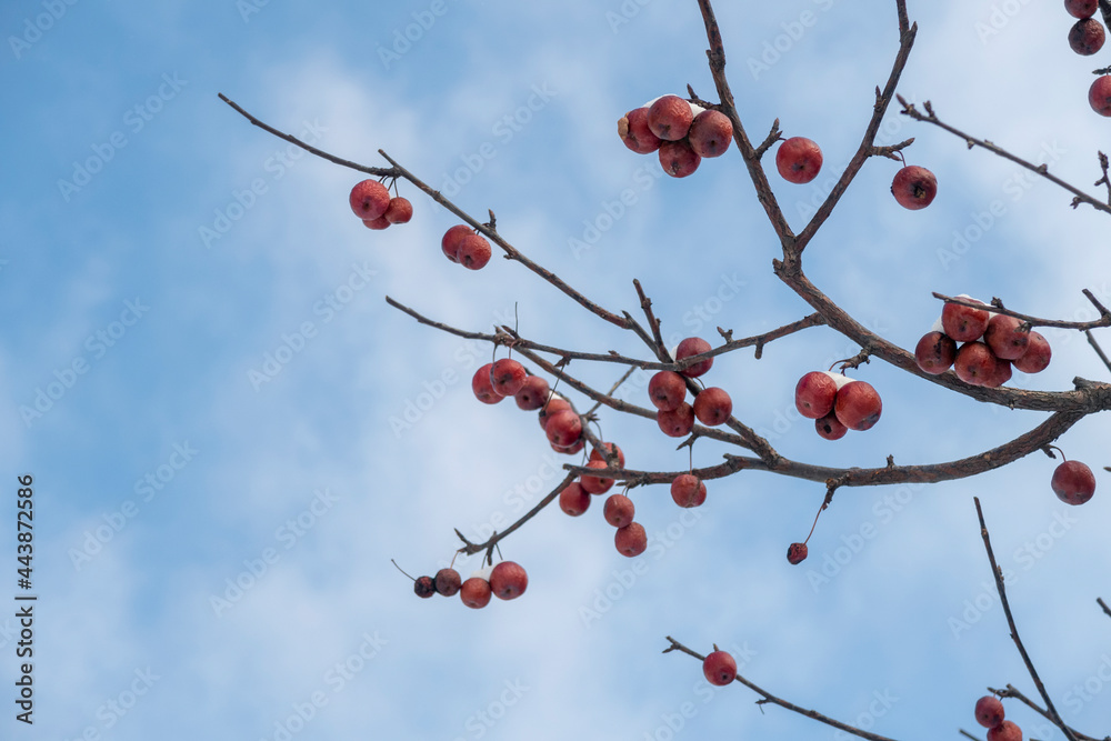 Red apples on naked branches, some covered with snow. Food for birds in winter season. Red apples on naked branches, some covered with snow. Food for birds in winter season.