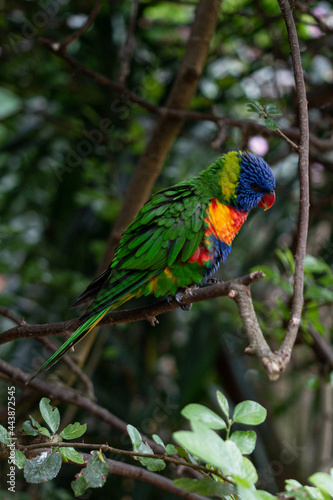 Loriini sitting on a tree branch puffing itself up