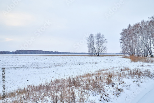Wallpaper Mural Field, meadow and grass with snow and cold cloudy sky. Beautiful winter landscape. Winter morning, day or evening Torontodigital.ca