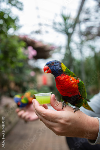 Loriini sitting on a hand with his beak open
