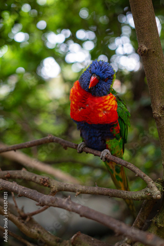 loriini looking curious while sitting in a tree