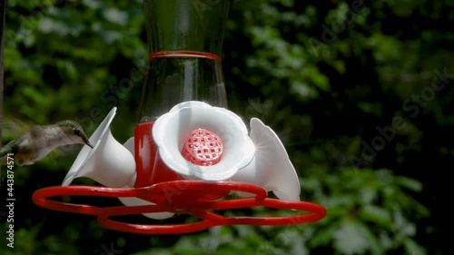 Close-up of a hummingbird visiting a hummingbird feeder on a bright summer day