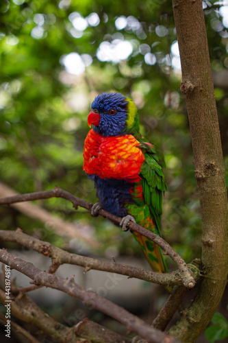 loriini sitting in a tree looking poofy