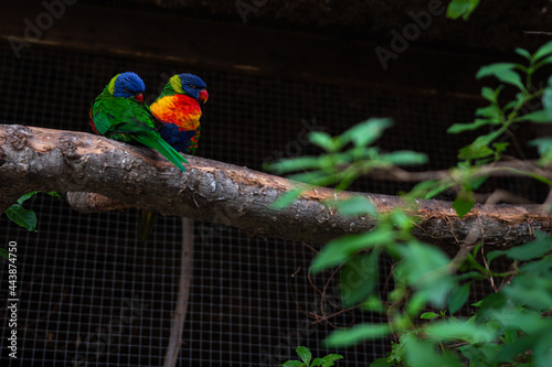 two loriini's sitting in a tree