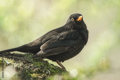 Amsel im Sonnenschein © Micha Trillhaase