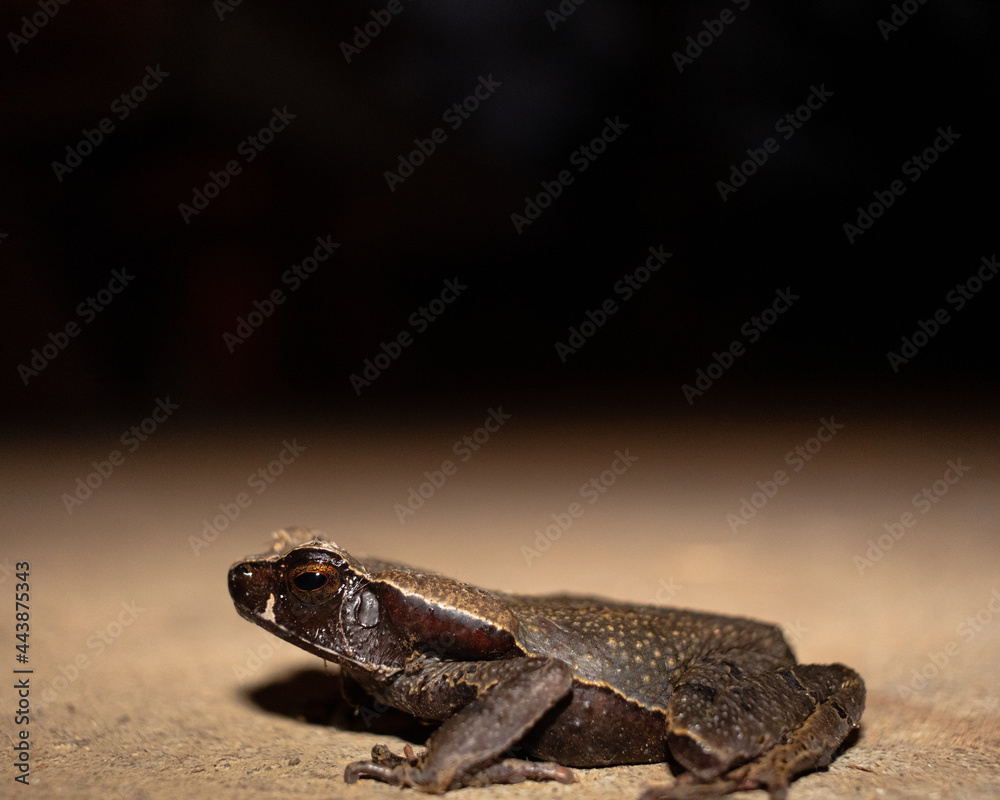 frog on the ground frog on the ground