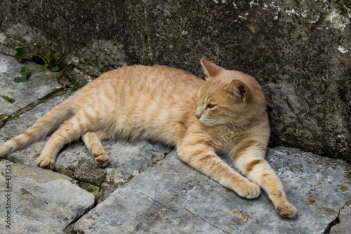 Close-up on red cat on the stones of the pavement. Kotor. Montenegro.